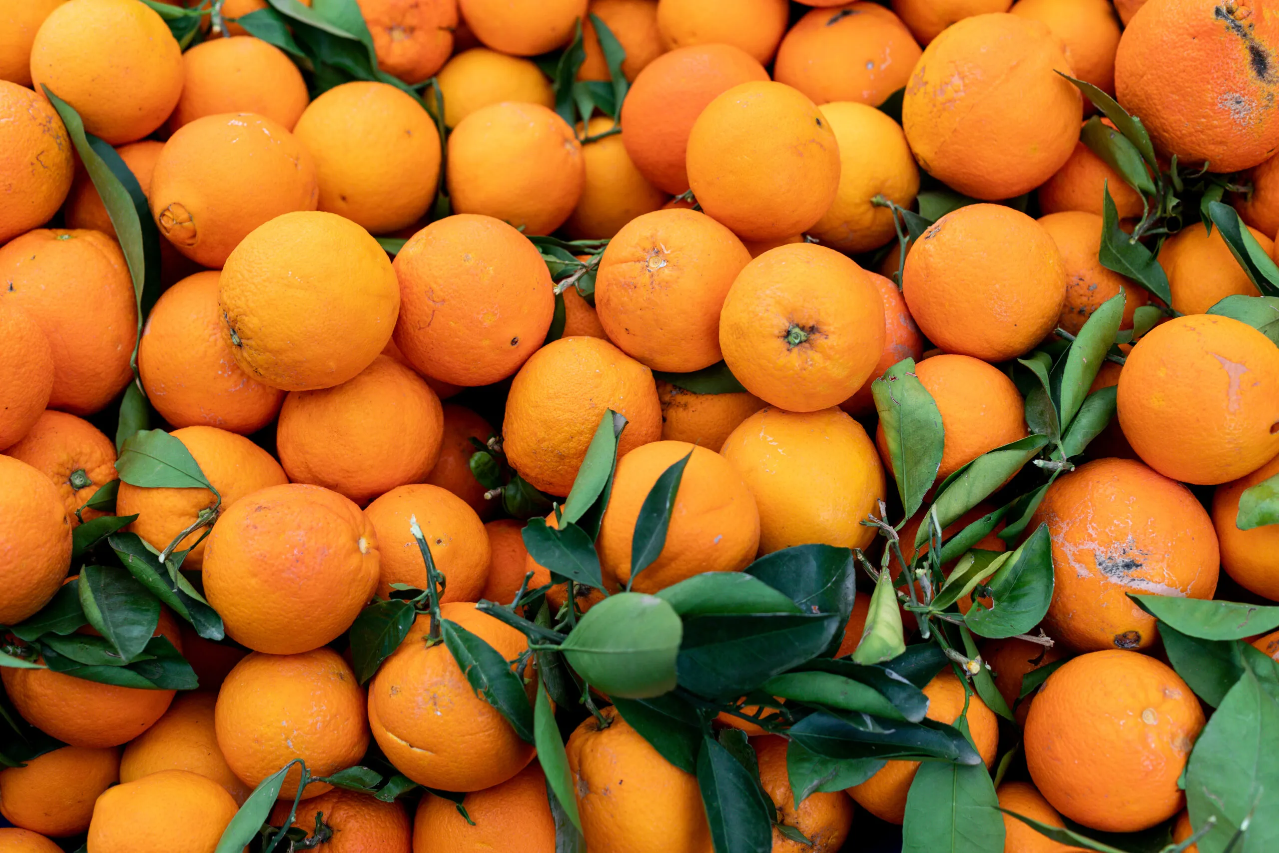Campaña de la naranja 2026/2027, calendario por variedades